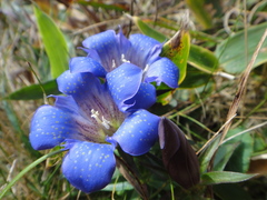 Gentiana scabra buergeri