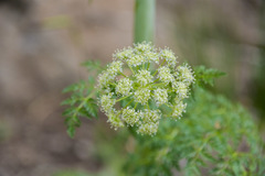 Conium fontanum alticola