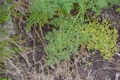 Conium fontanum alticola