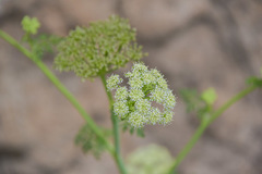 Conium fontanum alticola