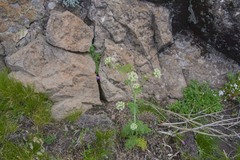 Conium fontanum alticola