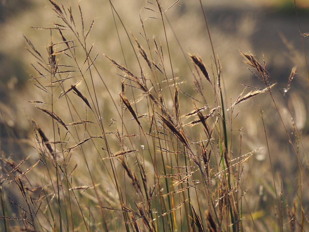 Bothriochloa glabra (Bothriochloa glabra)
