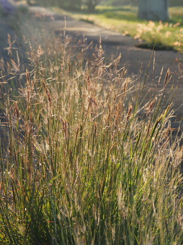 Image of Bothriochloa glabra by no rights reserved