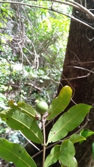 Salacia