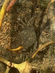 Austrothelphusa transversa