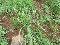 Hypoxis argentea