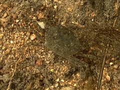 Austrothelphusa transversa