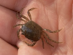 Austrothelphusa transversa