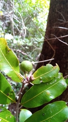 Salacia