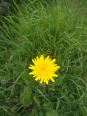 Leontodon tuberosus