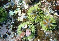Lytechinus semituberculatus