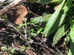 Haloragis erecta erecta