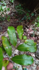 Salacia