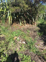 Phormium tenax