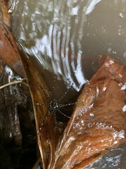 Dolomedes mizhoanus