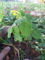 Oxalis hedysarifolia
