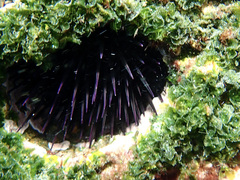 Echinometra vanbrunti