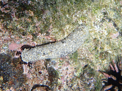 Holothuria atra