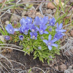 Craterocapsa tarsodes