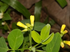 Oxalis hedysarifolia
