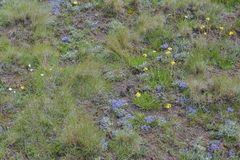 Craterocapsa tarsodes