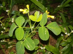 Oxalis hedysarifolia