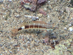 Serranus psittacinus