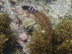 Loosetooth Parrotfish photo 3