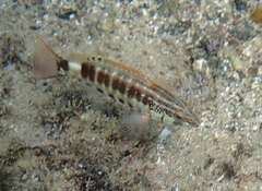 Serranus psittacinus