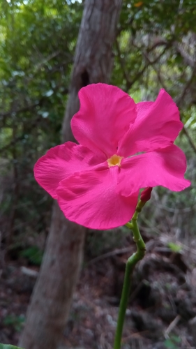 Pachypodium windsorii image