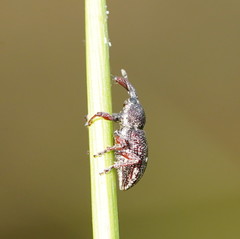 Aoplocnemis rufipes
