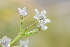 Alepidea pusilla
