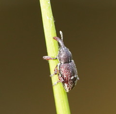 Aoplocnemis rufipes