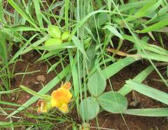 Argyrolobium pauciflorum