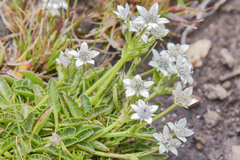 Alepidea pusilla
