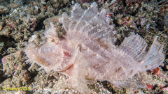 Rhinopias frondosa