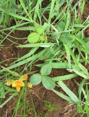 Argyrolobium pauciflorum