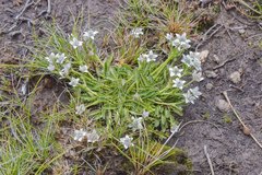 Alepidea pusilla