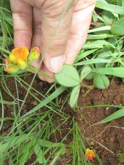 Argyrolobium pauciflorum