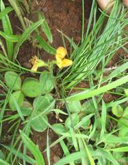 Argyrolobium pauciflorum