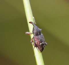 Aoplocnemis rufipes