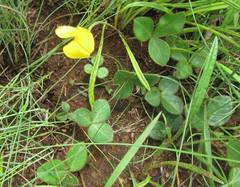 Argyrolobium pauciflorum