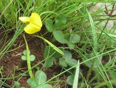 Argyrolobium pauciflorum