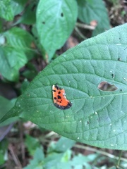 Acraea strattipocles