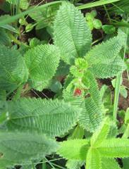 Acalypha glandulifolia