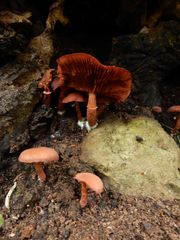 Tubaria rufofulva
