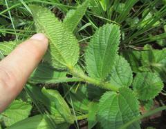 Acalypha glandulifolia