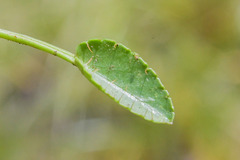 Alepidea pusilla