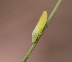 Reuplemmelini