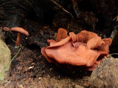 Tubaria rufofulva